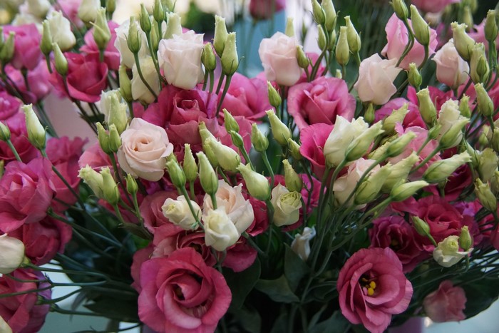 Bouquet of pink and white Eustoma flowers