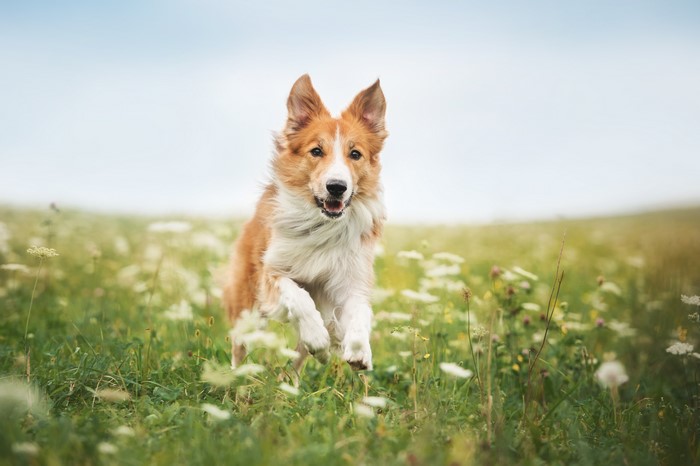 Border Collie running in a grassy field