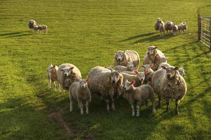 Herd of Sheep in Grasslands