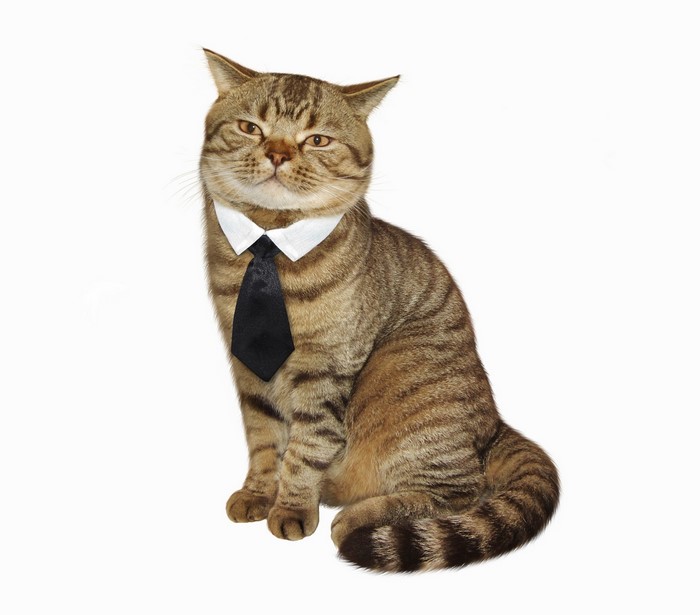 A cat wearing a tie and collar sitting