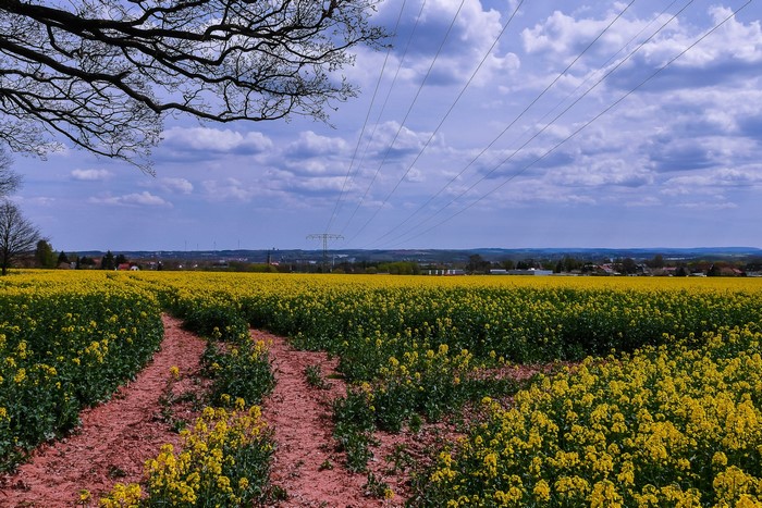 Rapeseed fields in Zwickau, Germany under a cloudy sky