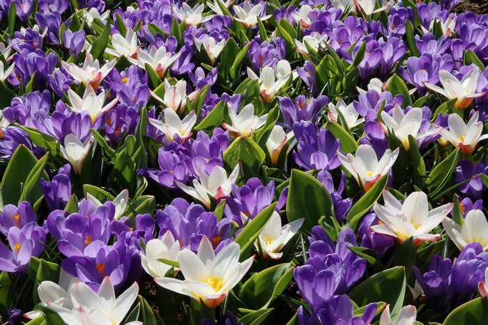 Vibrant Purple and White Crocuses in Bloom