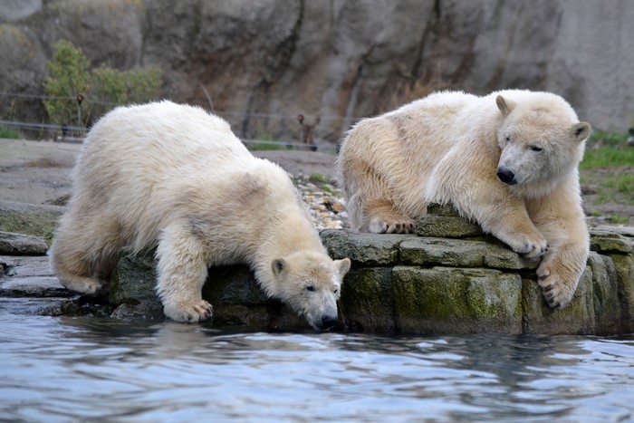 Two polar bears by the water