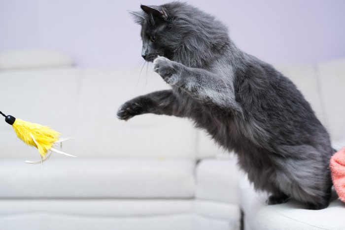 Grey Maine Coon Cat Playing with Toy
