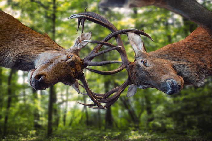 Two deer fighting with locked antlers