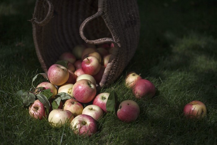 Apples spilling from a wicker basket onto grass