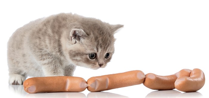 Kitten looking at sausages on a white background