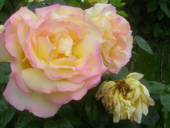 Close-up of yellow and pink roses