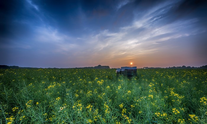 Rapeseed field at sunrise with beehives