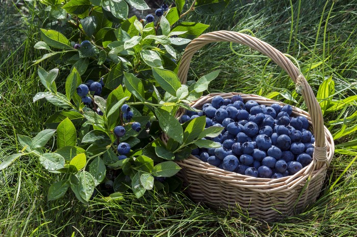 Fresh Blueberries in Wicker Basket on Grass 4K