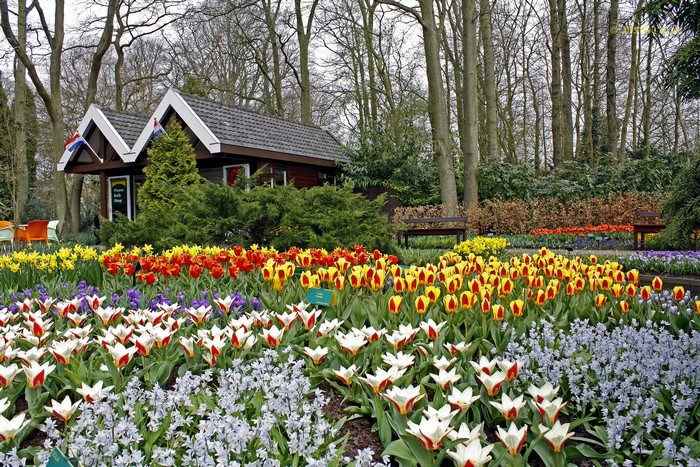 Keukenhof Gardens with Tulips in the Netherlands