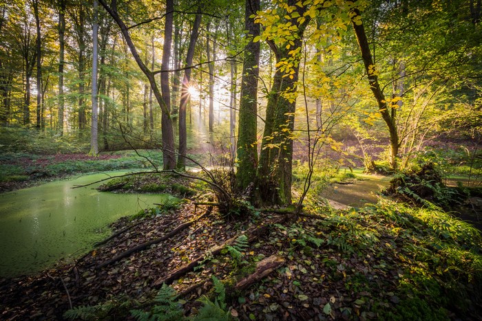 Sunlight filtering through trees in a forest near Olsberg, Germany