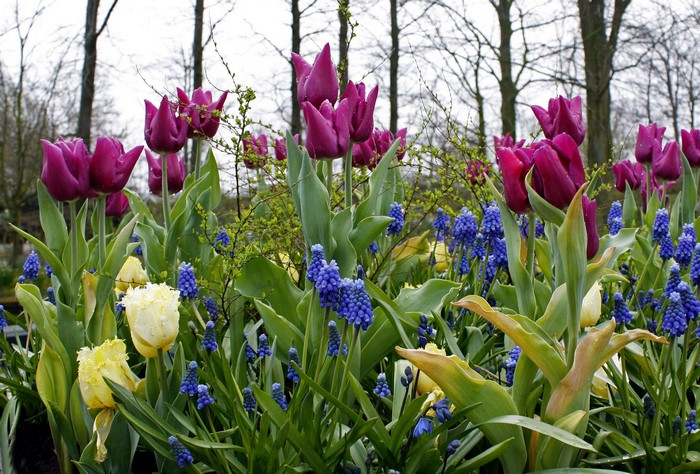 Purple tulips and blue hyacinths in a garden