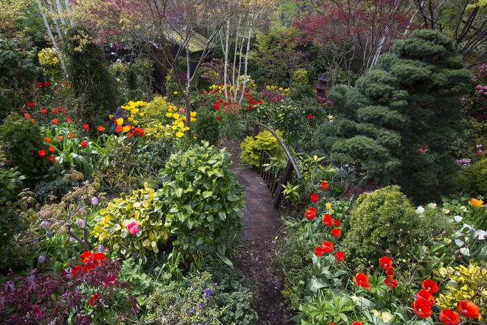 A lush garden in Walsall, England with tulips and shrubs