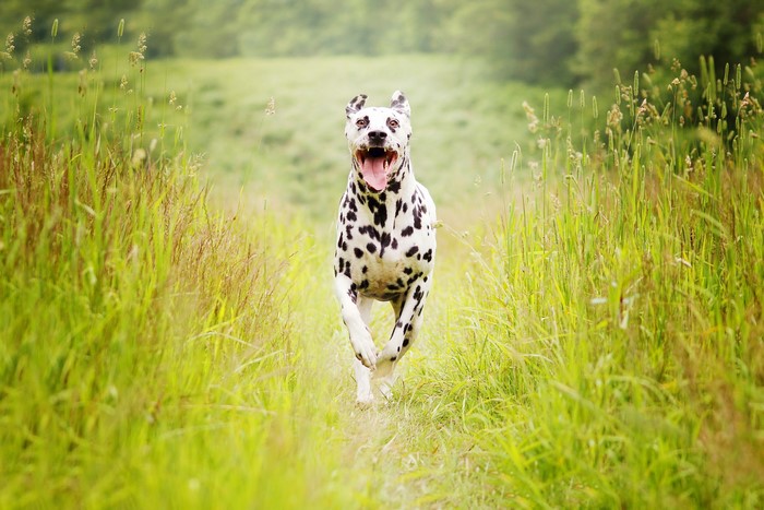 Dalmatian running through a grassy field