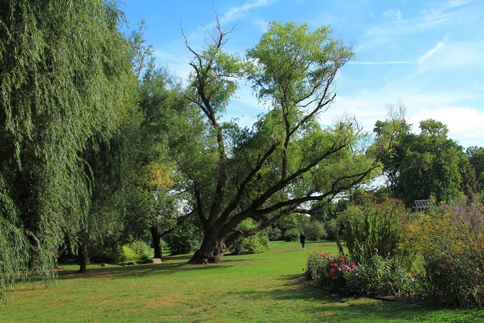Brooklyn Botanic Garden with trees and flowers