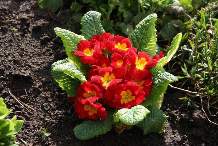 Red Primula flowers with green foliage in soil