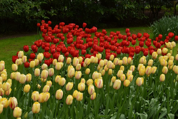 Red and yellow tulips in Keukenhof, Netherlands