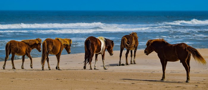 Wild horses on a sandy beach with ocean waves