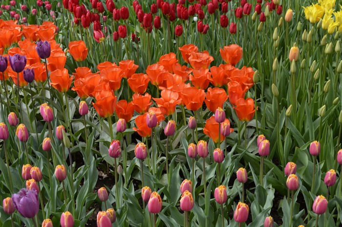 Field of Many Colorful Tulips