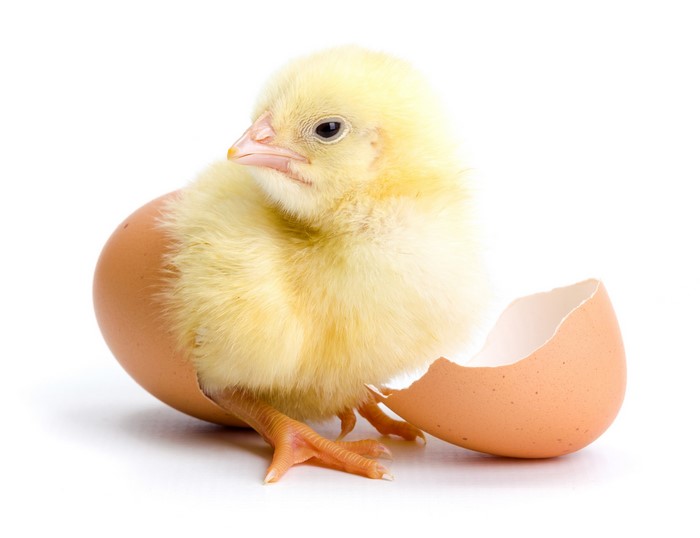 A newborn chick emerging from an eggshell