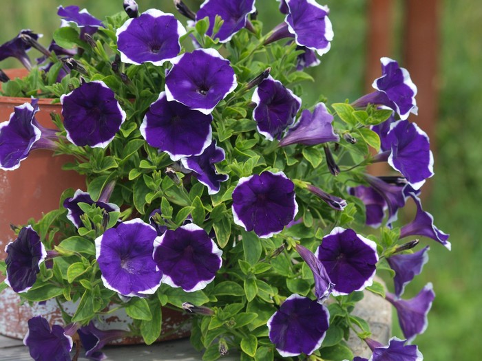 Purple petunias with white edges in a pot