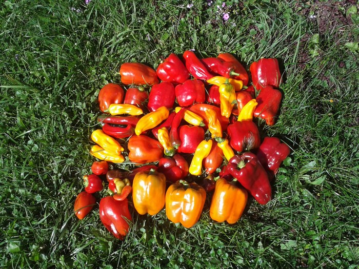Assortment of Bell Peppers on Grass
