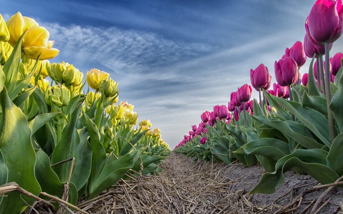 Rows of Yellow and Purple Tulips Under a Cloudy Sky