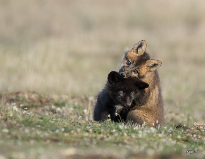 Two fox cubs, one black, playing in grass