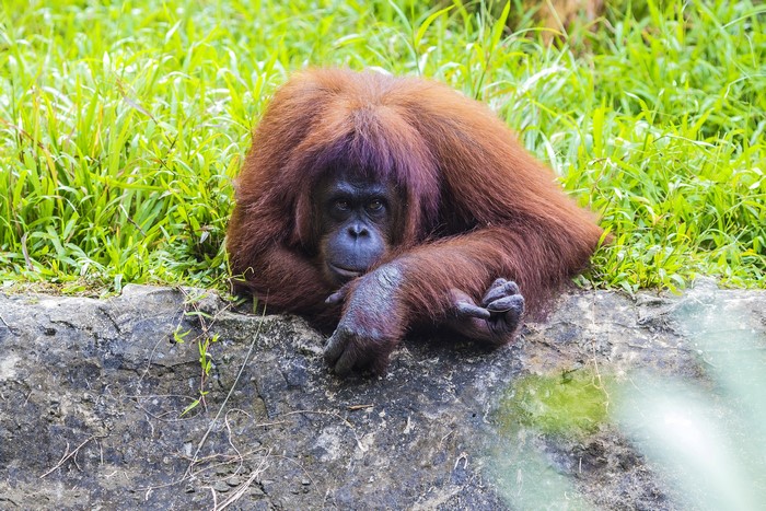 Orangutan resting on a rock wall