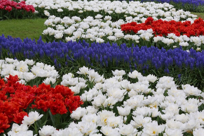 Red, white, and blue tulips and hyacinths in a park