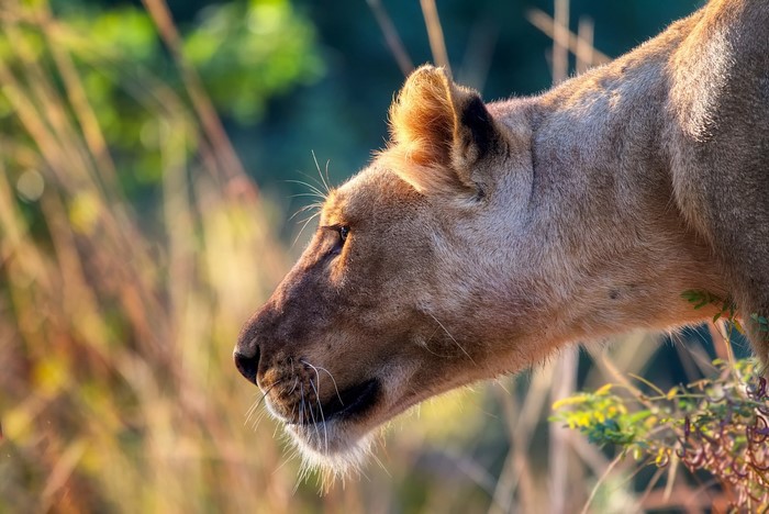 Lioness head in profile, golden hour lighting