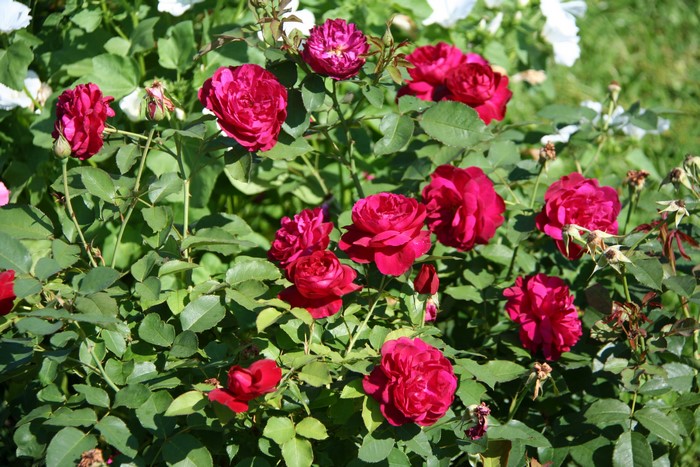 Deep red roses blooming on a shrub