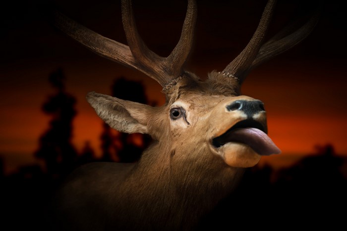 Elk with tongue sticking out against sunset