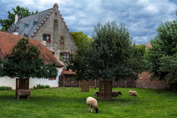 Sheep grazing in a yard with a historic building