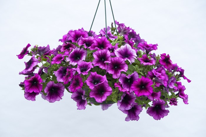 4K Petunia flowers in a hanging basket