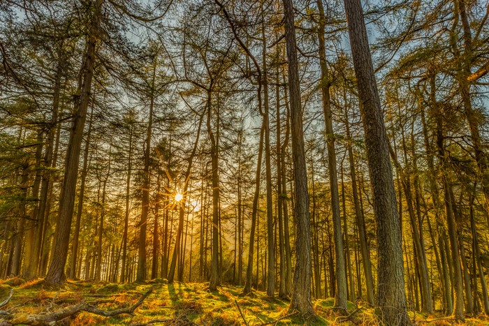 Forest with Sun Rays Shining Through Trees