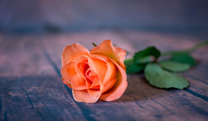 Orange Rose on Wooden Surface