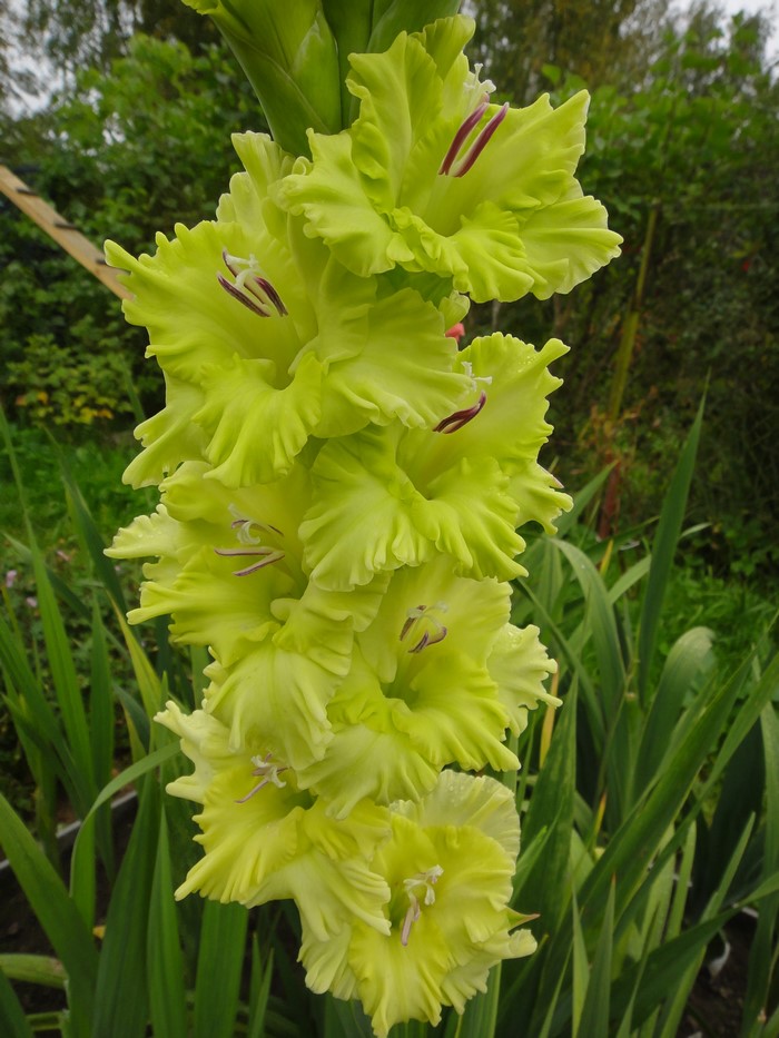 Close-up of yellow-green Gladioluses