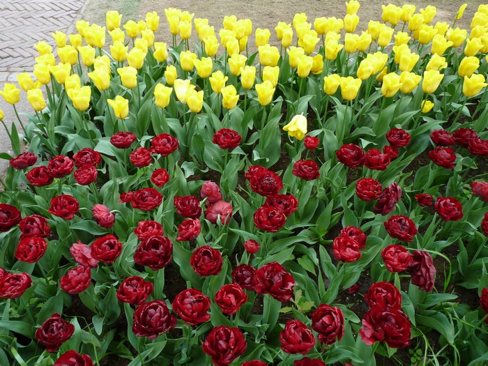 Yellow and red tulips in a garden