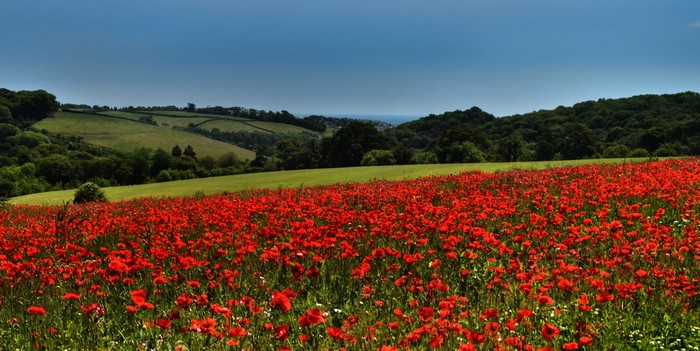 Field of red poppies in Saltash, Cornwall, United Kingdom