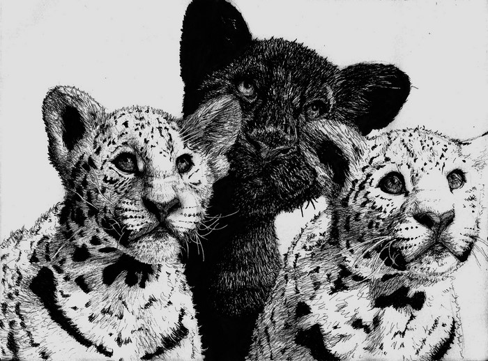 Three leopard cubs, one black panther cub