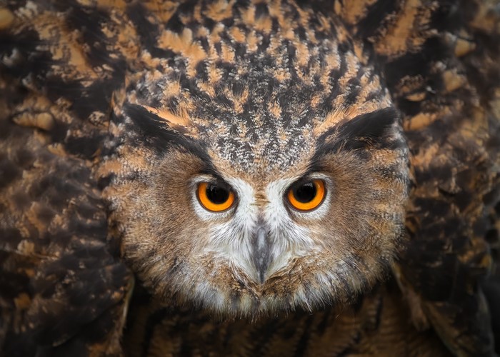 Close-up of a Eurasian Eagle-Owl's face