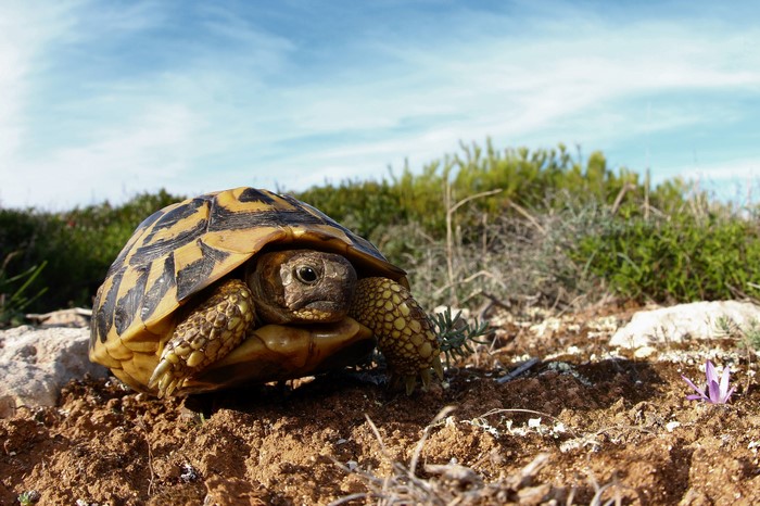 A tortoise walks on dry ground with a blue sky.