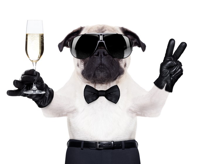 Pug dog in sunglasses holding champagne and making peace sign