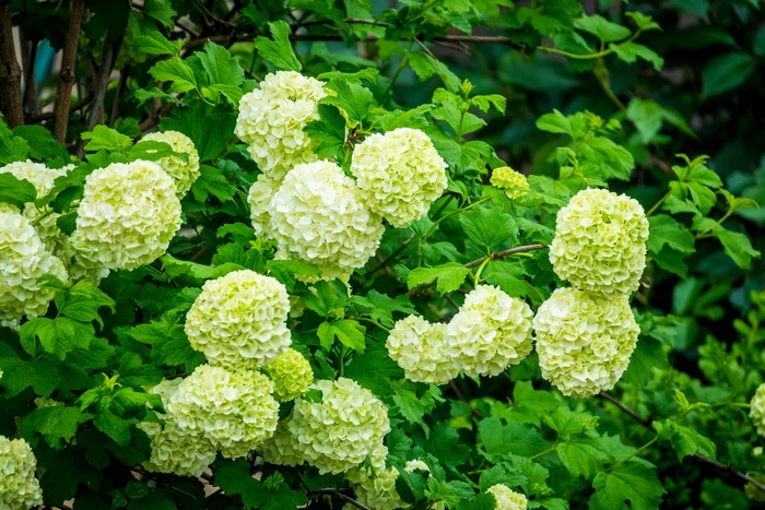 Yellow green Hydrangea flowers