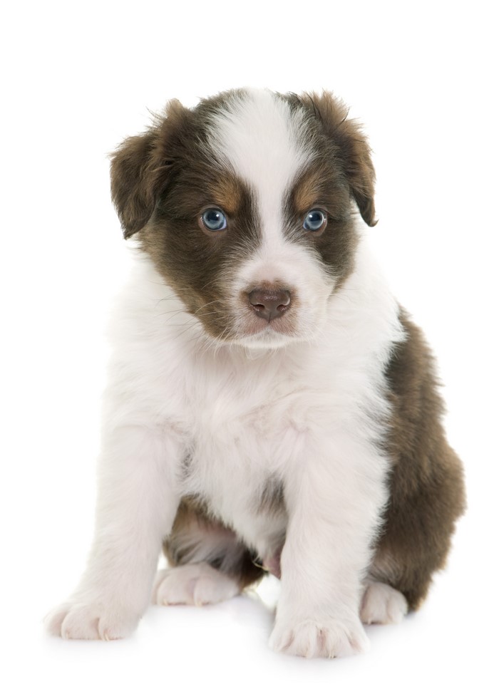 Australian Shepherd Puppy Sitting on White Background