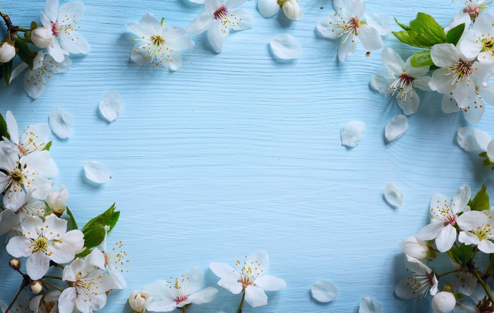 White cherry blossoms on a blue wooden background
