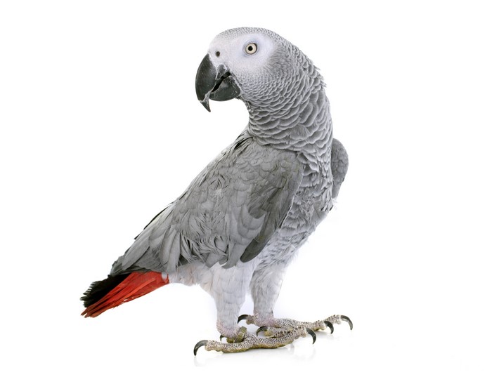 African Grey Parrot with Red Tail