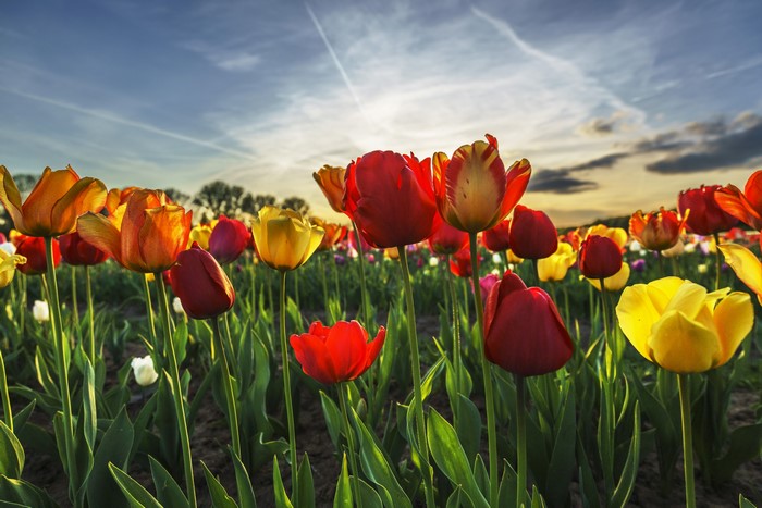Field of colorful tulips at sunset